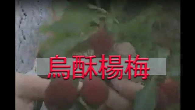 《潮汕風》 烏酥楊梅 - Teochew Bayberry