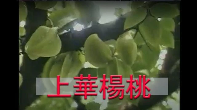 《潮汕風》 上華楊桃 - Teochew Star Fruit