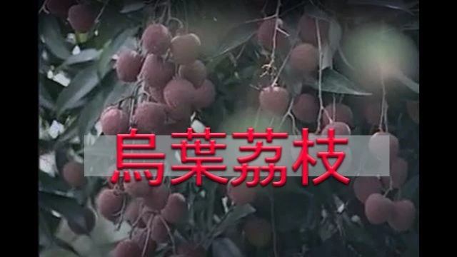 《潮汕風》烏葉荔枝 - Teochew Lychee